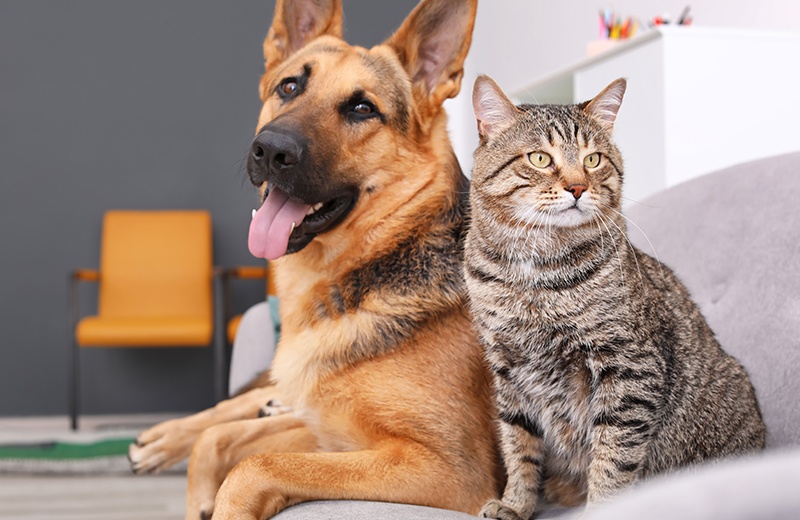 Animalul tău de companie îți reflectă personalitatea! PortalMed